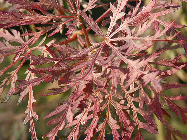 Acer palmatum 'Garnet', Dunkelroter Schlitzahorn 'Garnet'