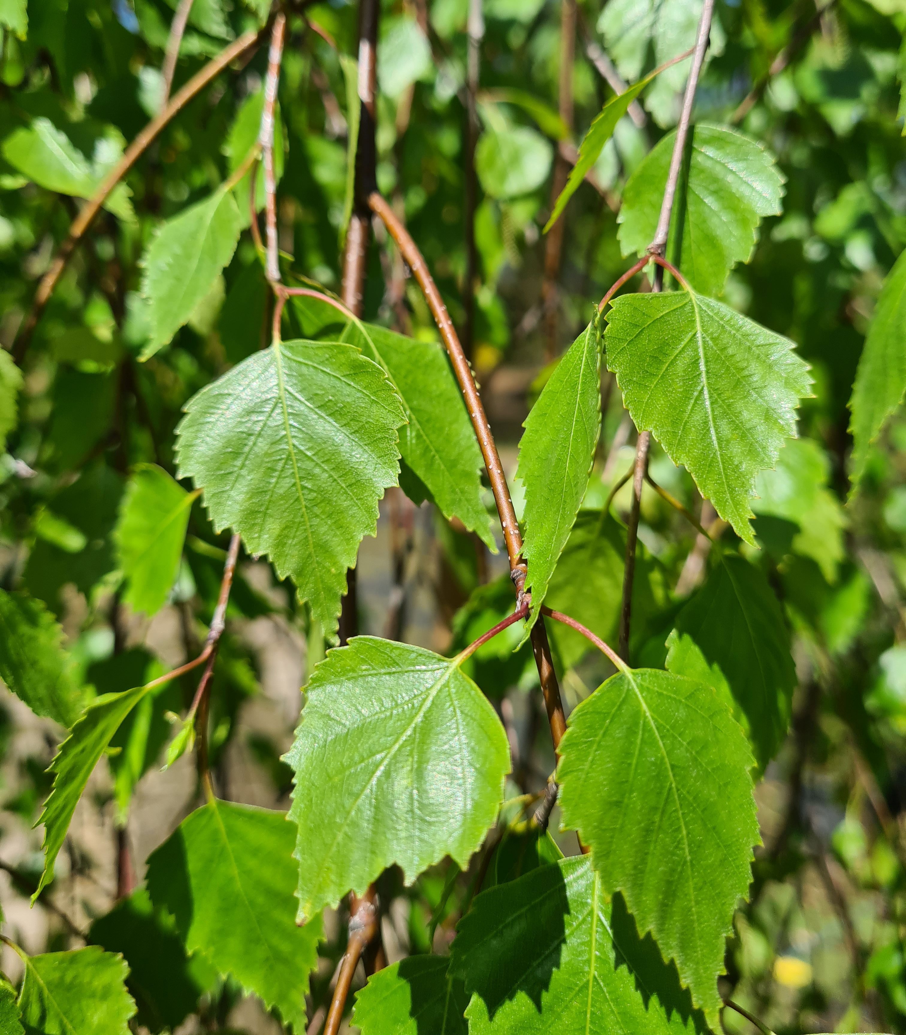 Betula pendula 'Youngii', Trauerbirke