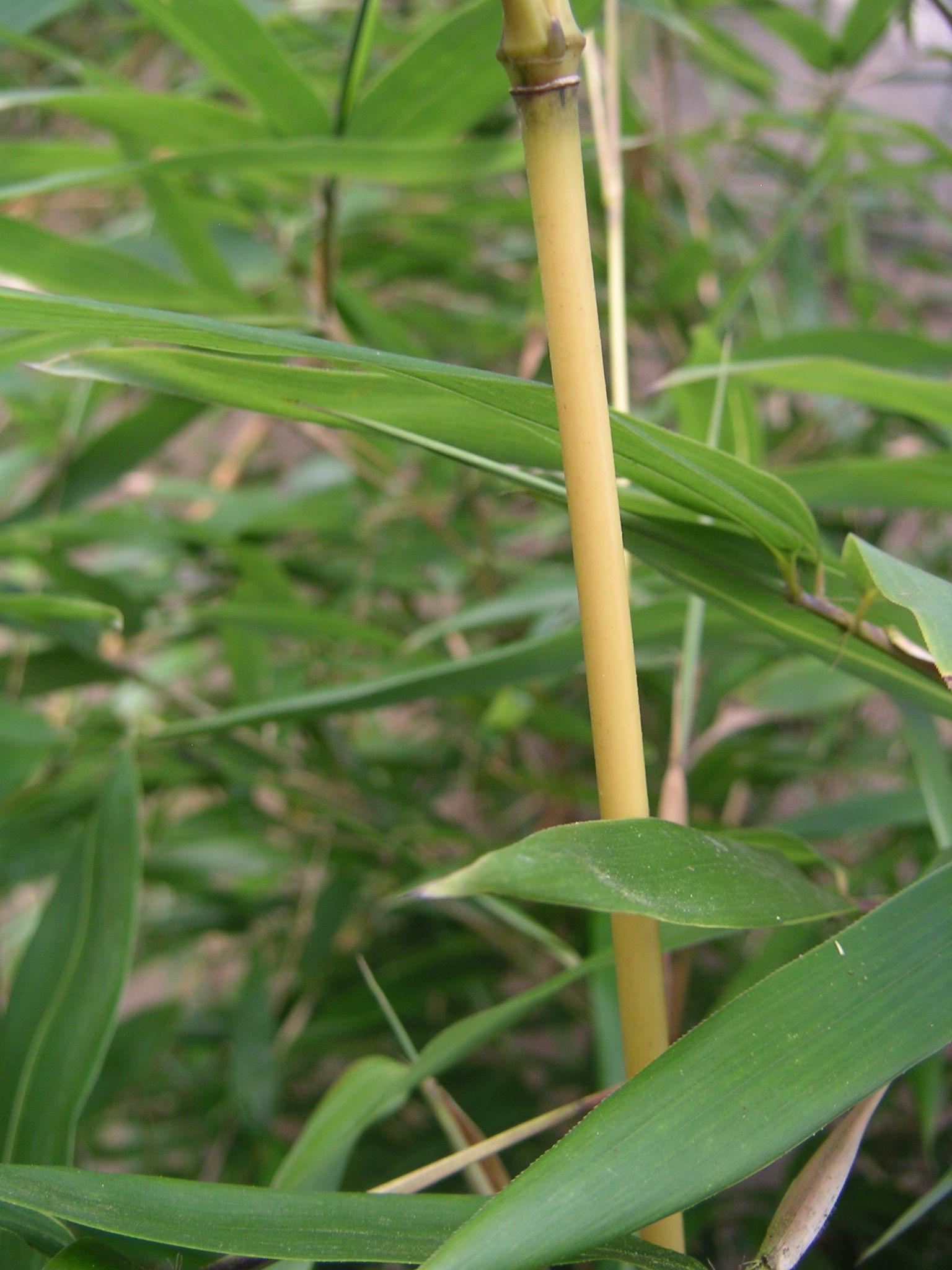 Phyllostachys aureosulcata 'Aureocaulis', Bambus
