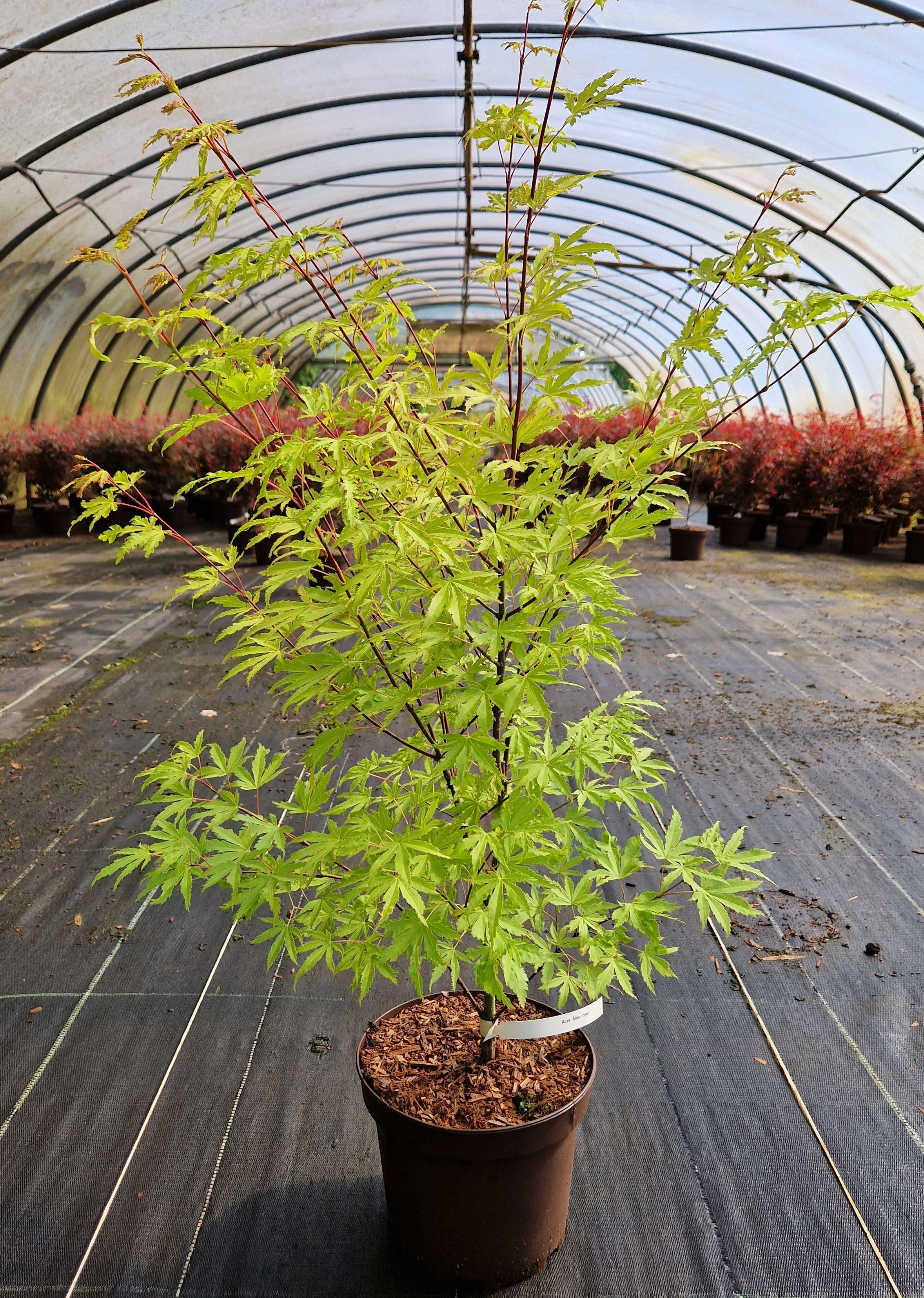 Acer palmatum 'Anne Irene', Japanischer Ahorn 'Anne Irene'