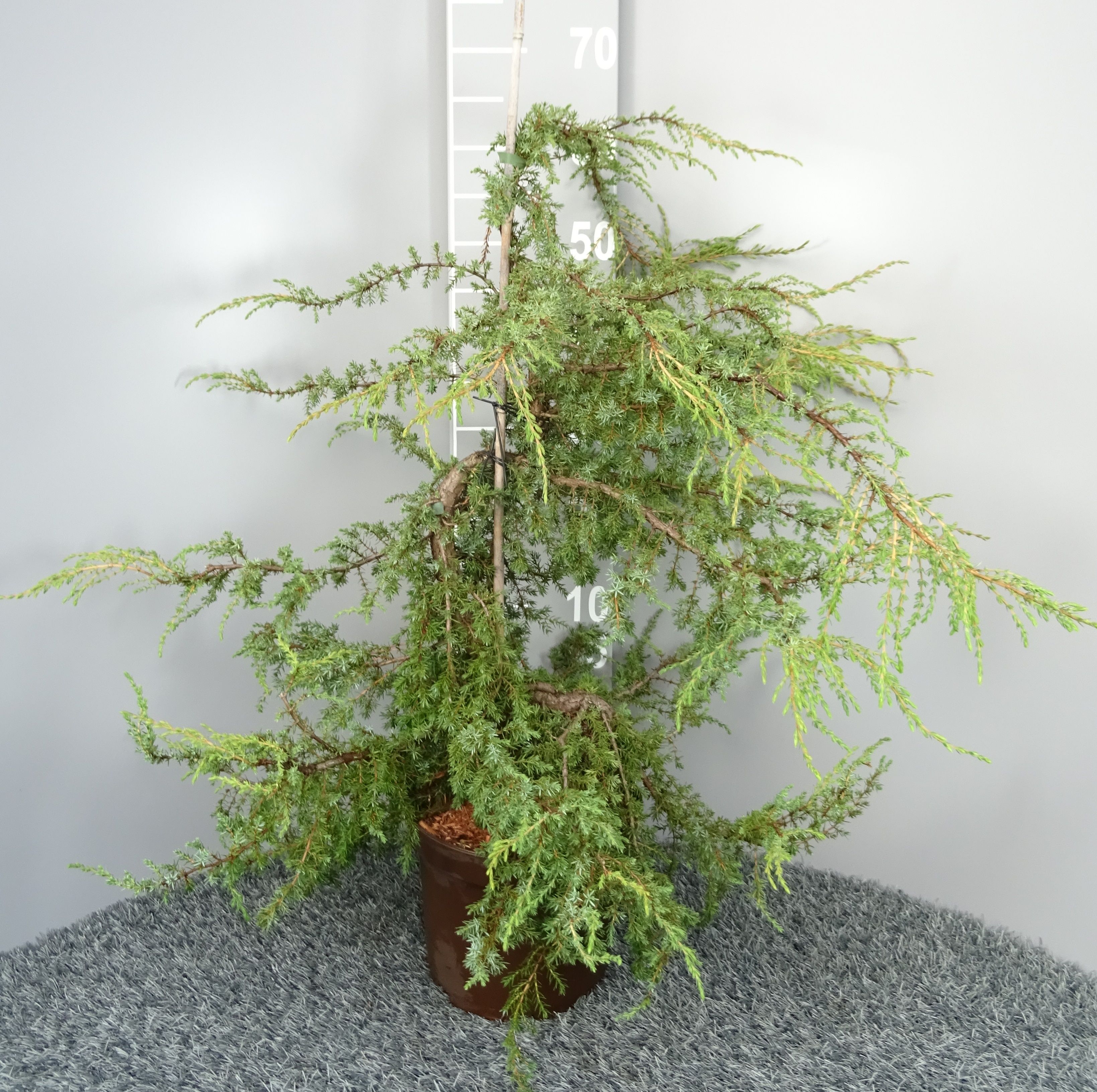 Juniperus com.'Hornibrookii', Kriechender Heidewacholder