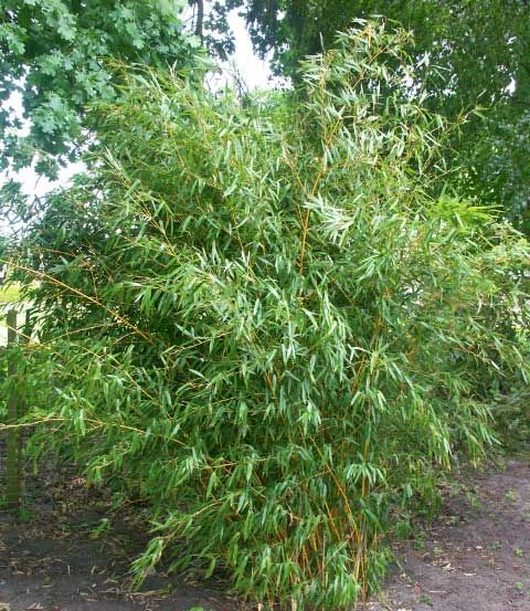 Phyllostachys aureosulcata spectabilis, Bambus aureosulcata spectabilis