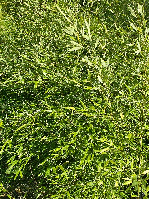 Phyllostachys bissetii, Bambus bissetii
