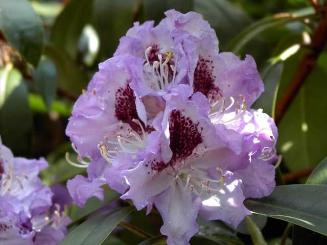 Rhododendron Hybr.'Blue Peter' II, Rhododendron-Hyb. 'Blue Peter'