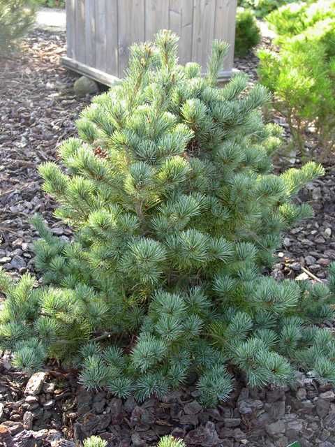 Pinus parviflora 'Negishi', Blaue Mädchenkiefer 'Negishi'